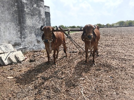 બરધ વેચવા ના છે