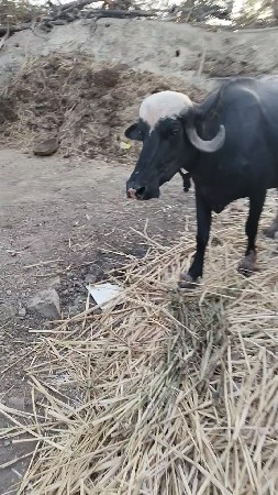 વેચવાની છે