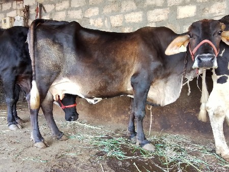 hf ગીર કૉસ છે