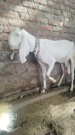 ગુલાબી બકરી