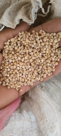 જુવાર વેચવાની છે.