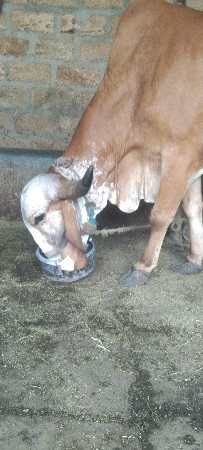 ગીર ગાય છે