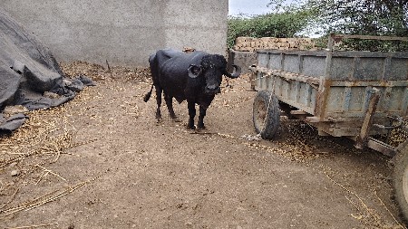 બંને ભેંસો વેચવાની છે