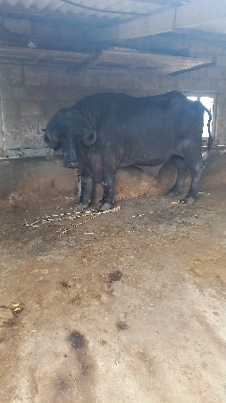 પડૌ