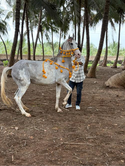 Ghodi