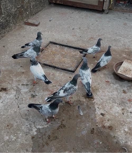 11 nag for sale 🔥