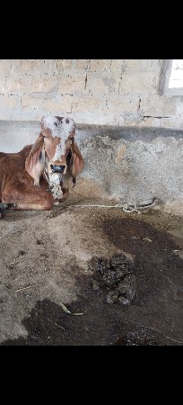 વાસડો દેવા નો છે