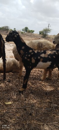 બકરા વેચવાના છે