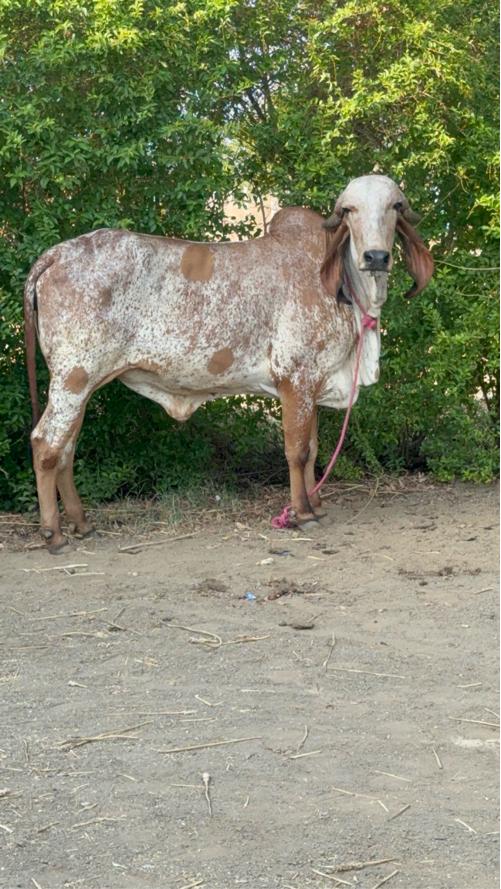 ગીર ઓડકી