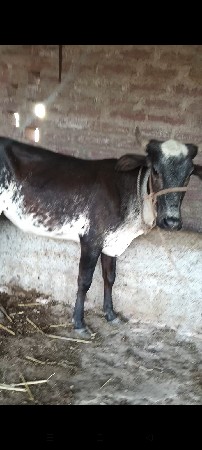 ગળકોટડી બાબરા અમરેલી