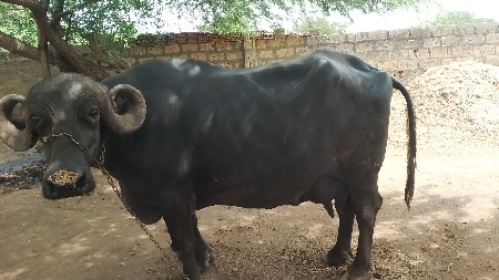 ભેંશ વેચવા નિ છે