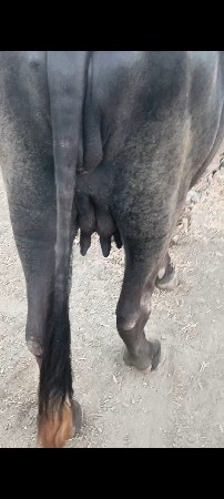 પેલું વેતર