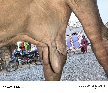 ભેંસ વેચવાની સે