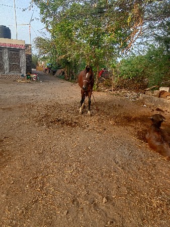 ઘૉડી વૅચવાની છે