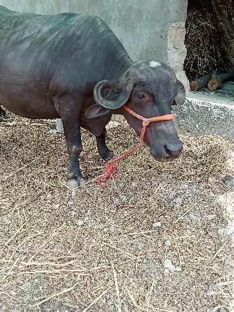 4 દાંત ખડેલી વેચવાની છે