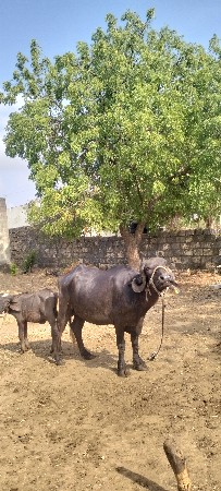 પેલા વેતર ની ખડેલી વેચવાની છે