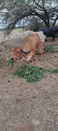 ગાય વેચવી છે