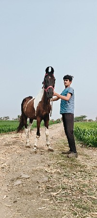 ધોડી દેવા ની સે