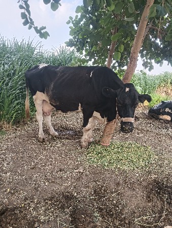ગાય વેચવાની સે