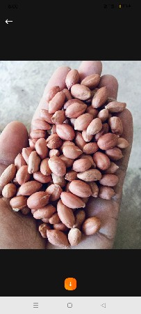 ગિરનાર 4 નું બી. વેસ્વાનું છે.