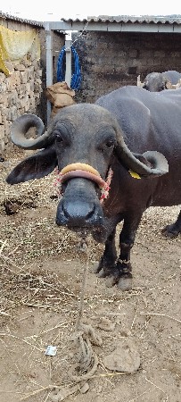 ભેંસ વેચવાની છે