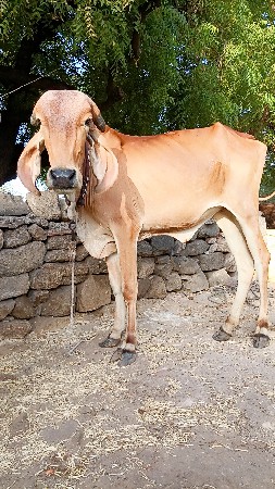 વાસળી વેચવાની છે