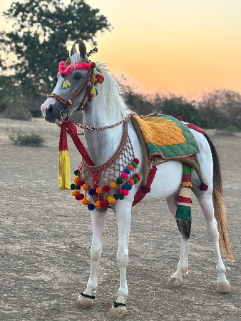 સંજાબ વસેરી