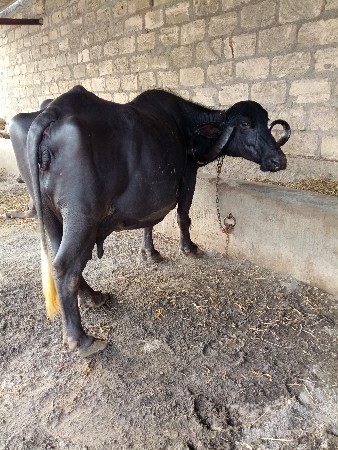 ભેંસ વેચવાની છે