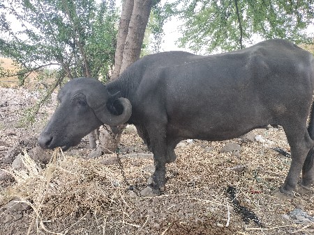 એક મહિનાની કાચી છે