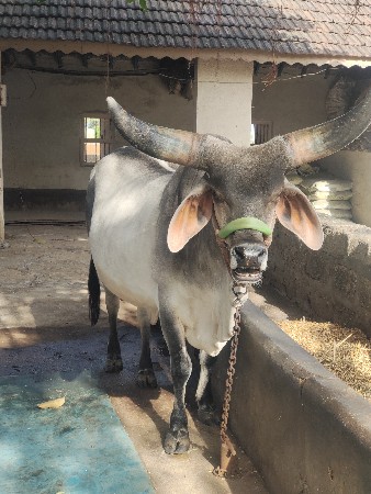 ગાય