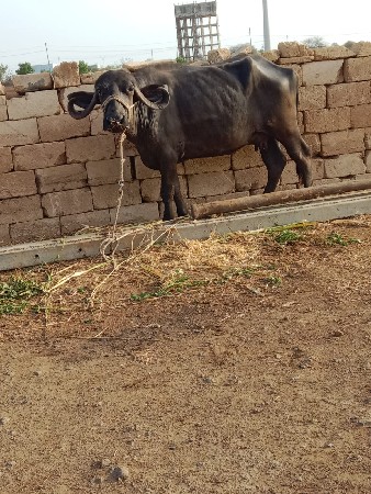 આ ભેંસ વેચવાની છે