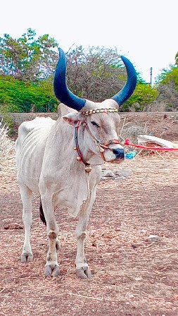 જિંદગી સાથે ધર્મરાજ છે ફુલ જવાબ