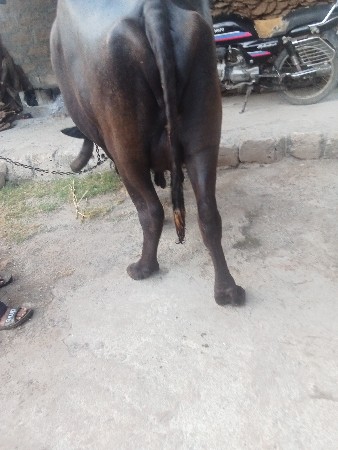 વેચવાની