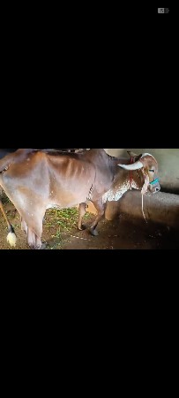 ગાય વેચવાની છે