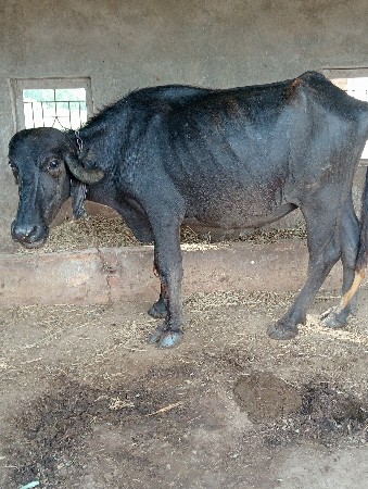ખળેલી વેચવાની છે