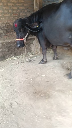 તૈયારીની