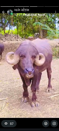 પાડો વેચવાનો છે