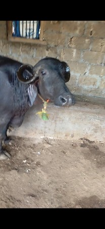 આ ભેસ વેચવાની છે