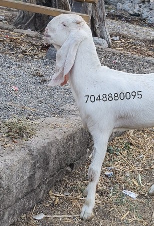 Gulabi Bakri