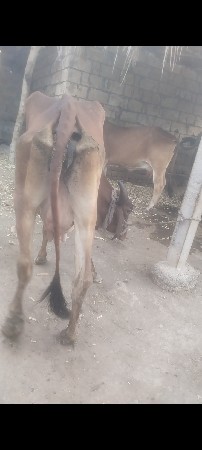 દેશી ગાય વેચવાની છે
