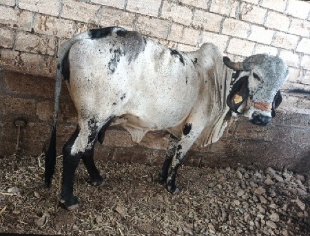 ગીર ગાય વેચવાની છે