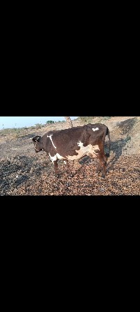 વેસવાની