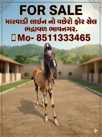 વિશેરા વેચાવા છે