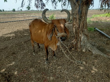 ગાય વેચવાની છે