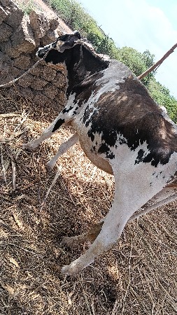hf હોડકી