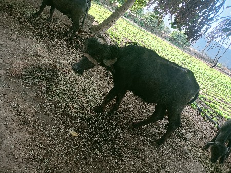 ખણલીવેસવાનેછે