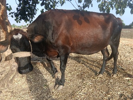 એસ એફ ઓડકી વેચવાની છે