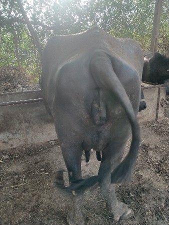 ભેંસ વેચવાની છે