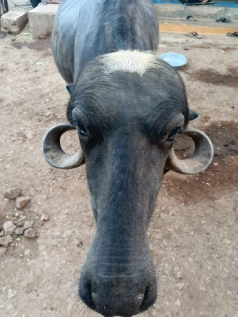 આ ભેંસ વેચવાની છે