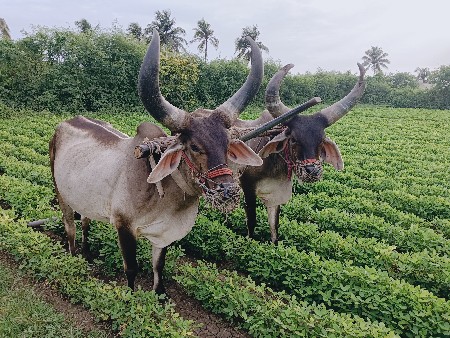 2 ધાર ના છે